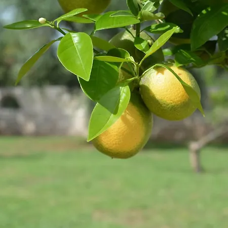 Puglia Garden 4*
